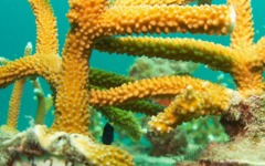 coral-grafting-may-11-2013-169