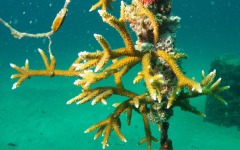 coral-grafting-may-11-2013-46